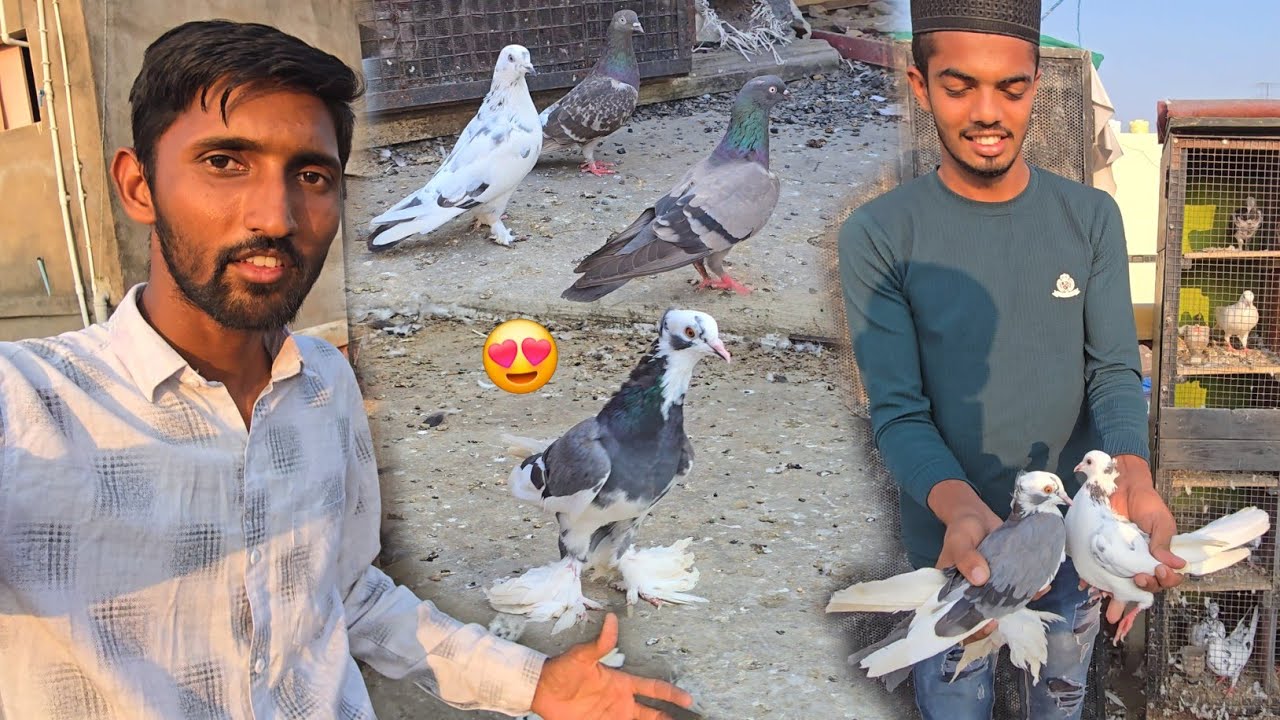 Pakde Hue Kabootar Ka Shauk 😳