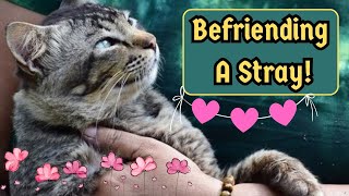 How To Make Friends With A Stray Cat