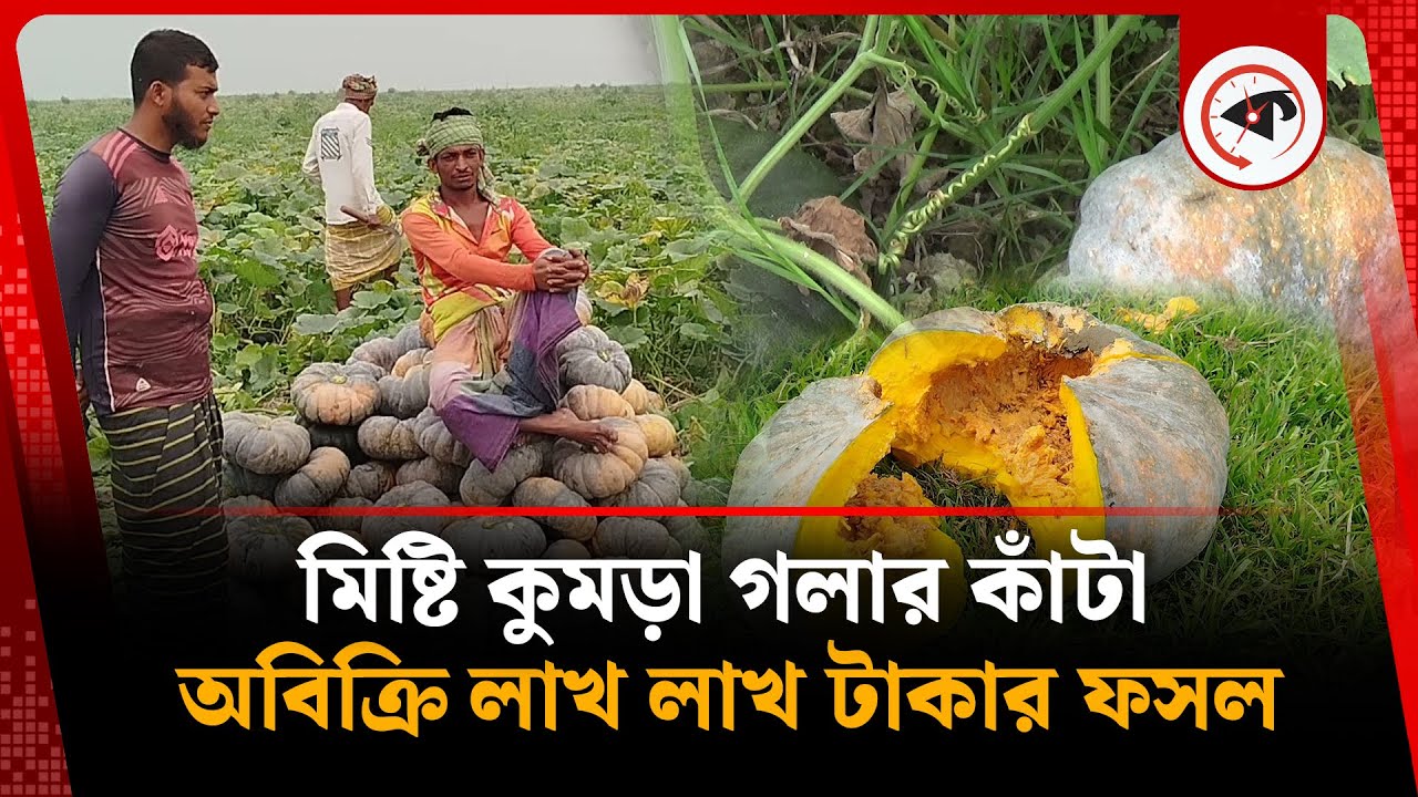 মিষ্টি কুমড়া নিয়ে বিপাকে চাষি, নষ্ট হচ্ছে লাখ লাখ টাকার ফসল | misti kumra cultivation | Kalbela