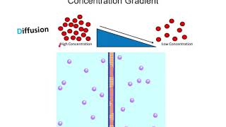 2) Concentration Gradients