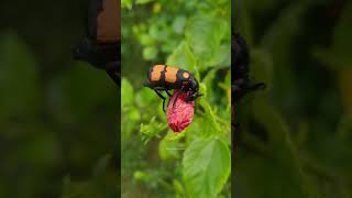 Stunning Macro World: A Beetle’s Life on a Hibiscus 🌸🔍#naturexphotography7 #beetle