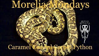 Morelia Mondays Ep. 7
