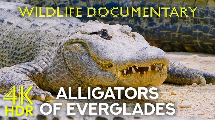 Alligators and Other Inhabitants of Everglades National Park, Florida - Animal Documentary 4K HDR
