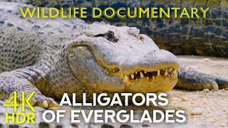 Alligators and Other Inhabitants of Everglades National Park, Florida - Animal Documentary 4K HDR screenshot 4