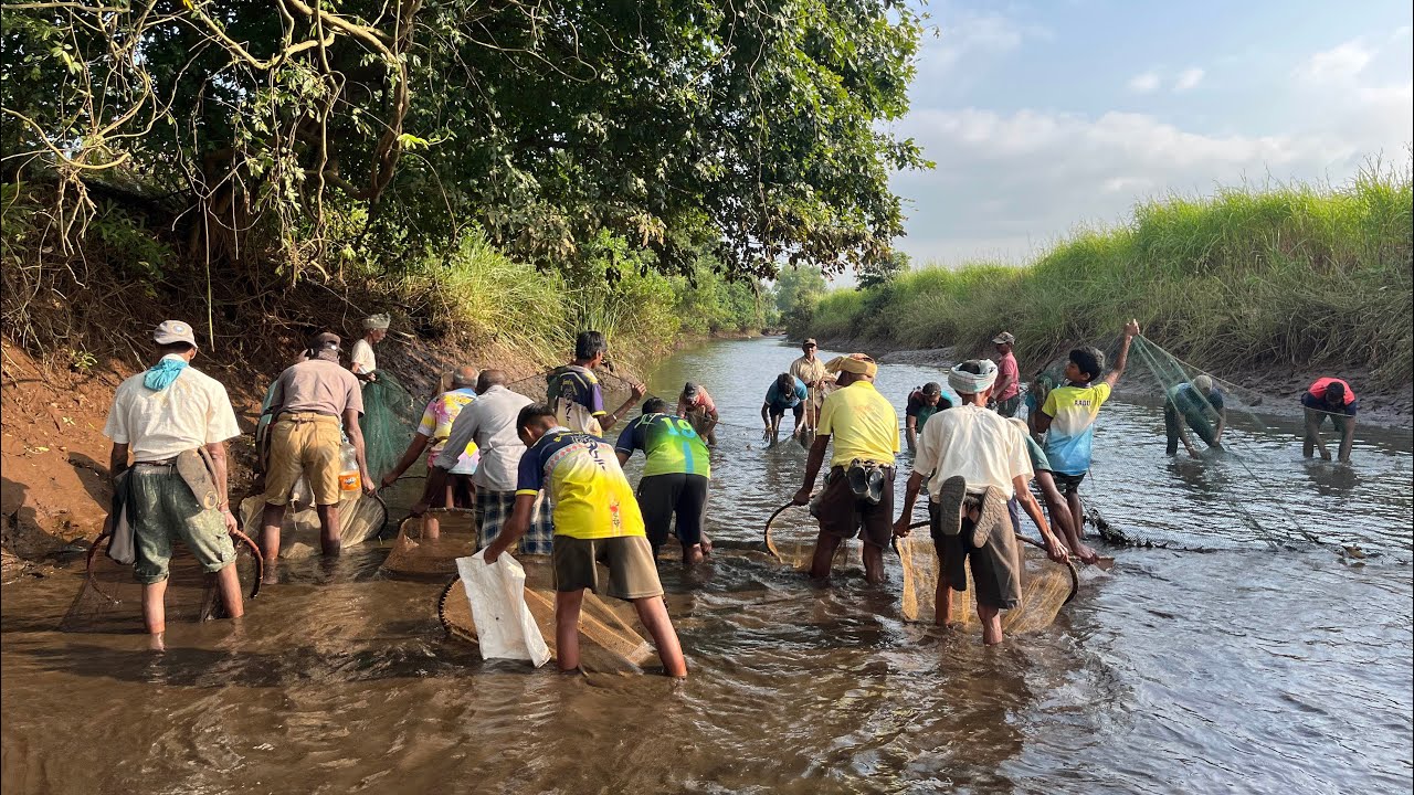 सर्व लोक उतरले मच्छी पकडायला नदीत, भेटला मोठा खडस मासा fishing in kokan 