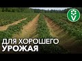 ОБРАБОТАЙТЕ ЭТИМ БОТВУ КАРТОФЕЛЯ перед уборкой урожая!