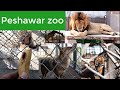 Peshawar zoo Vlog | Peshawar zoo animals