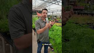 Citronella Plant Truth.🦟