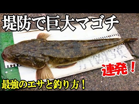 堤防から最強の生き餌泳がせ釣りしたらマゴチが連発 サビキと投網で餌確保 簡単仕掛けで巨大マゴチのマーゴン登場 東扇島西公園 Youtube