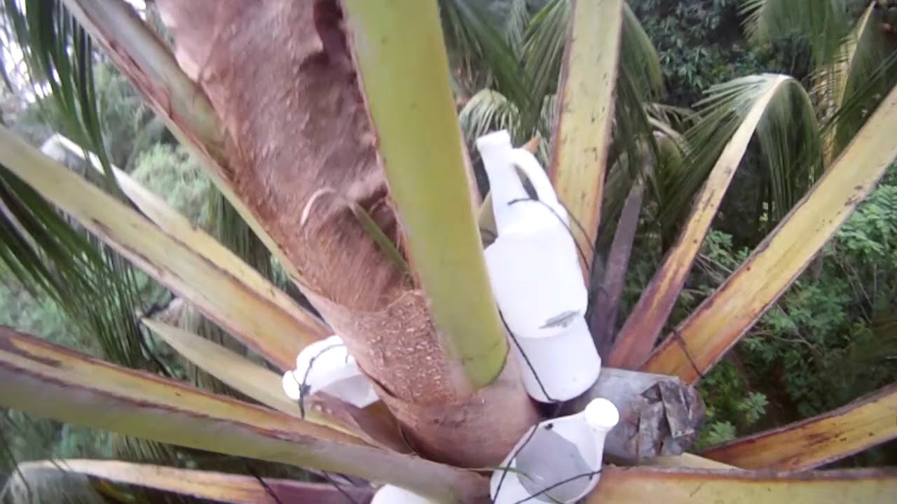 Coco Sugar - Healthy Sweets Mindanao Corporation