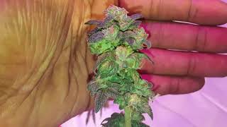 DirtySouth IndoorDank Seed to harvest update 26 using The Enhancer CO2 by TNB Naturals