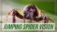 The Fascinating World of Arachnids ile ilgili video