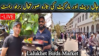 Live Lalukhet Sunday Birds Market 2023 Latest Update Sunday Jaal Price @SYEDBIRDS