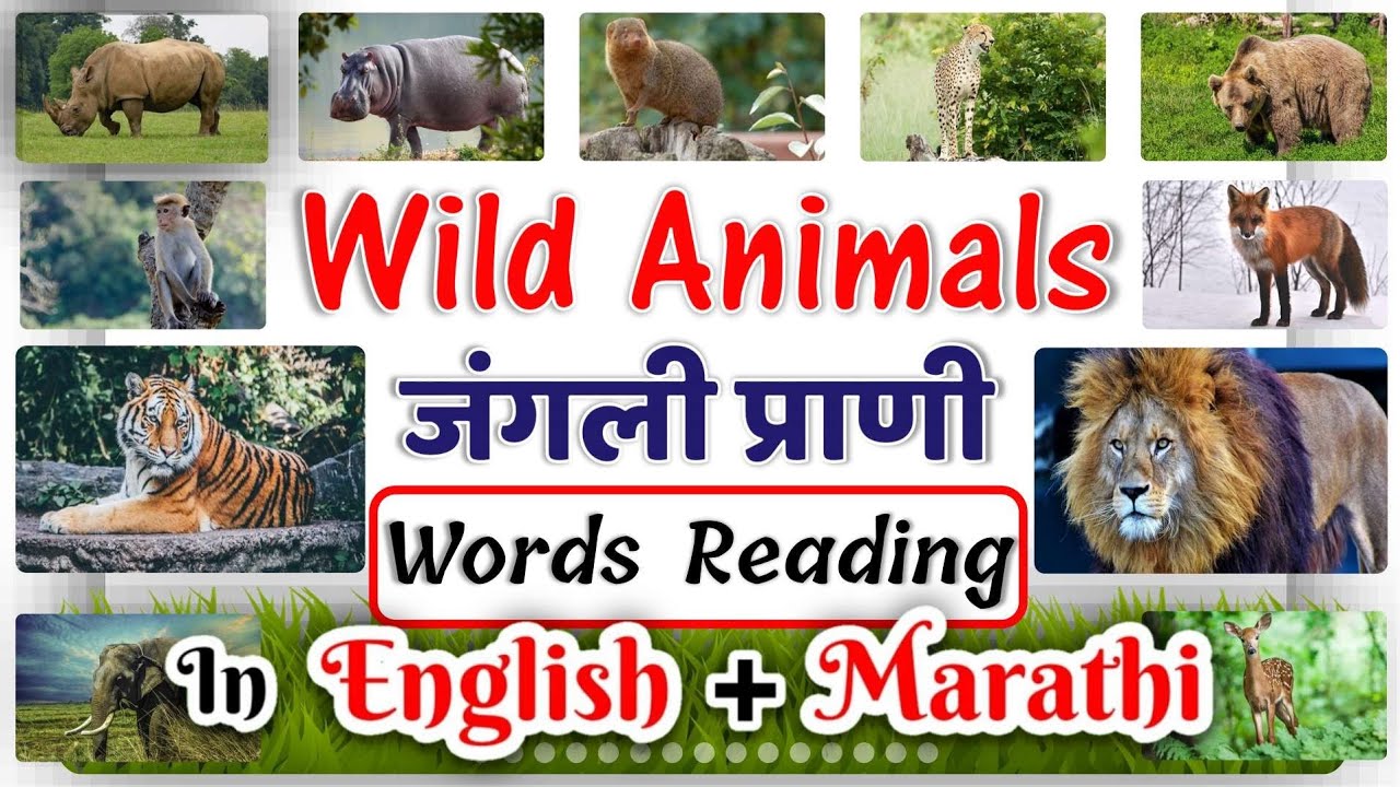 Wild animals name in english and marathi with spelling | जंगली प्राण्यांची  नावे | learn wild animals - YouTube