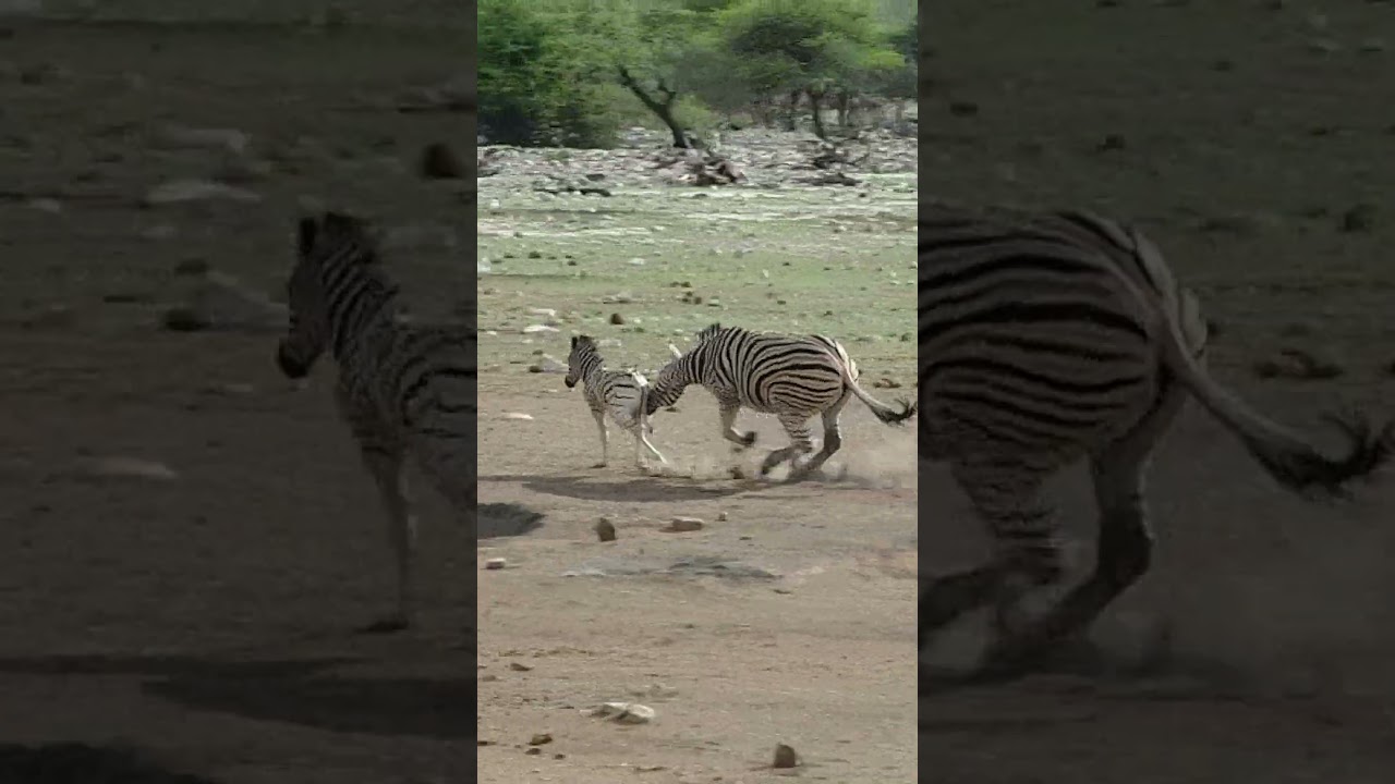 Zebra Tries to Kill Foal While Mother Fights Back