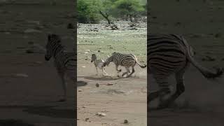 Zebra Tries To Kill Foal While Mother Fights Back