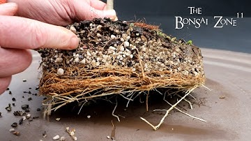 Repotting My Trident Maple, The Bonsai Zone, Feb 2024