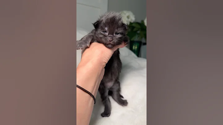 Video 8471171: purebred maine coon kitten, eyed maine coon kitten, litter