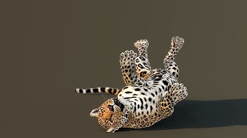 Leopard 3d Model Lay Down And Rolling Animation | @PROmax3D