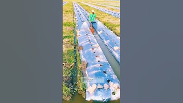 #videoviral biến máy cắt cỏ chế làm máy tưới nước