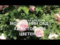 Мой летний сад//Августовское цветение