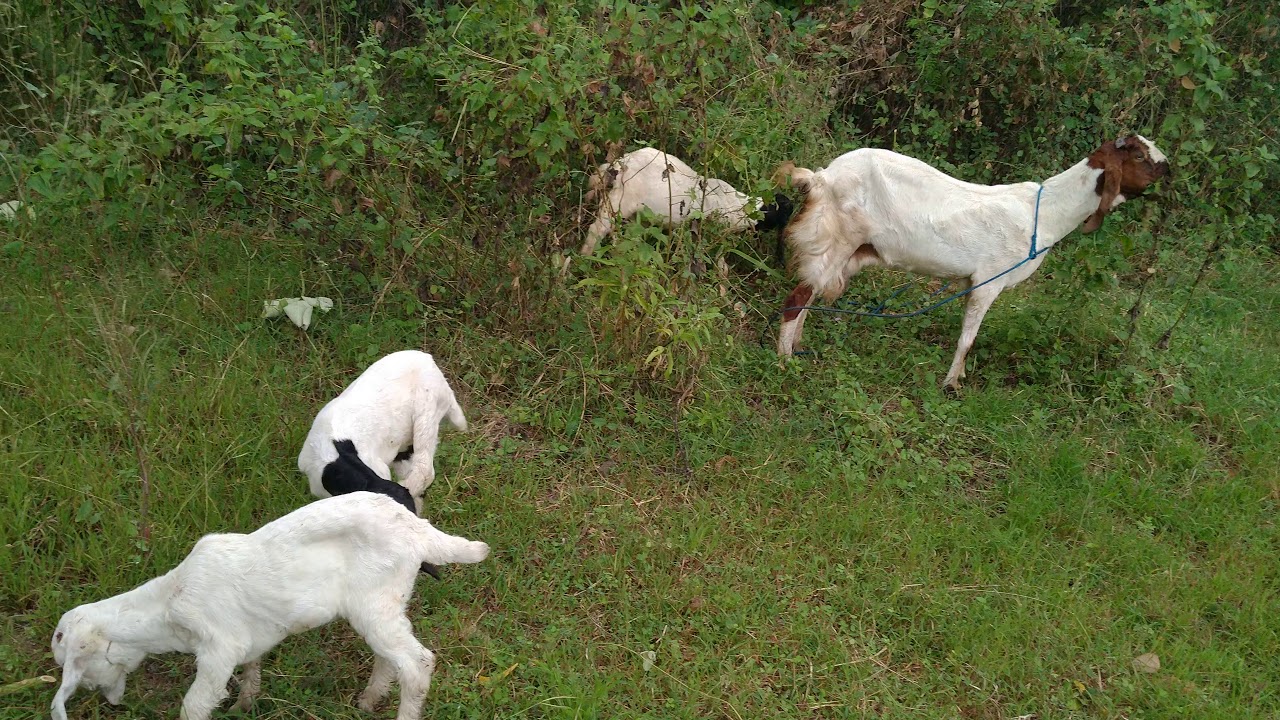Budidaya kambing etawa part 1 