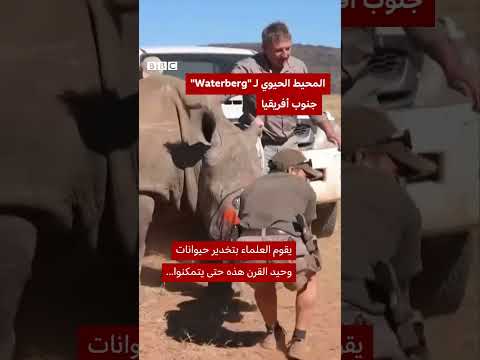 حقن وحيد القرن بمواد مشعة لمكافحة الصيد الجائر