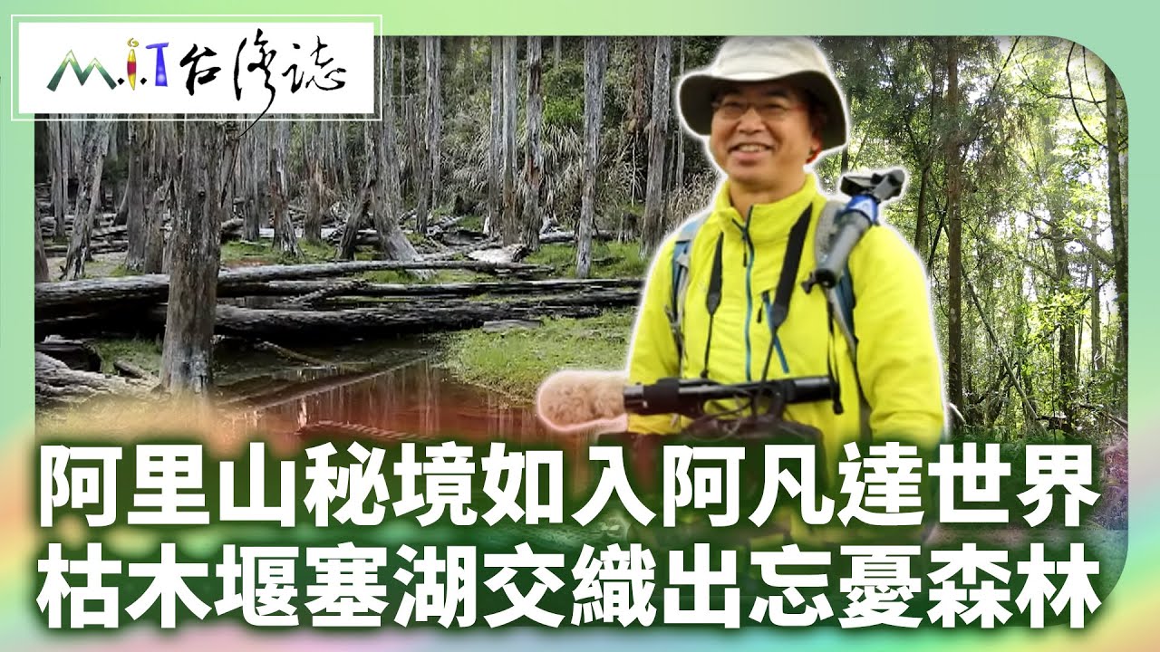 阿里山秘境如進入阿凡達世界 溪頭南嶺線枯木堰塞湖交織出忘憂森林｜ 南投縣鹿谷鄉 麥覺明【​ 