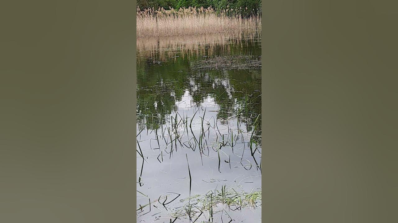 Unheimliche 🔊Geräusche am Teich YouTube