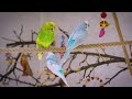 Home Alone Budgie Sounds for Comfort and Cheer
