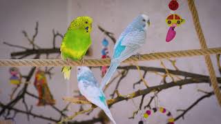 Home Alone Budgie Sounds for Comfort and Cheer by Budgie Nation 11,610 views 5 months ago 1 hour, 5 minutes