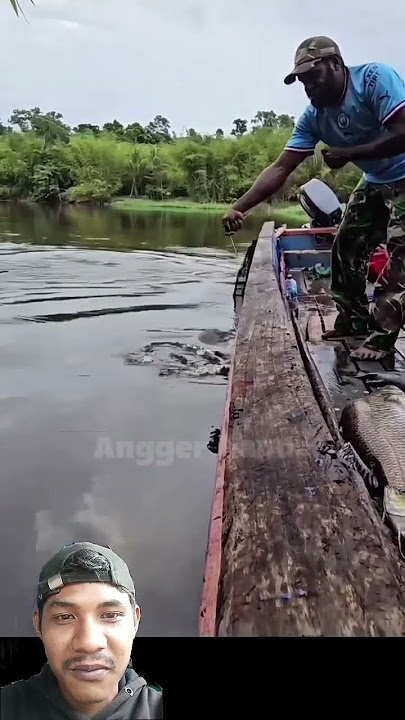 panen baramundi besar #fishing #mancing #ikan #fish #mancingmania #mancingceria #faktaunik #animals