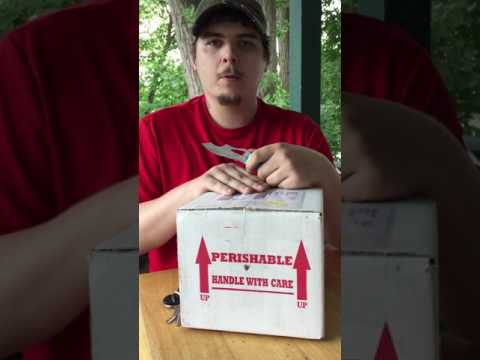 Ball Python Unboxing from Always Evolving Pythons