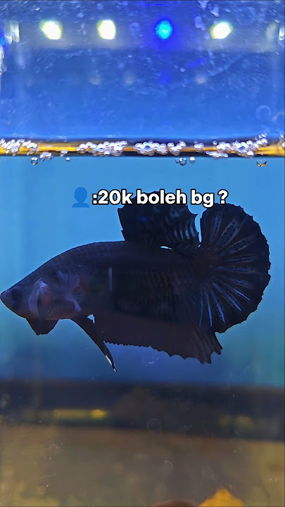 Stecu, Jual Mahal Dikit Ikan Cupang Giant #shorts #bettafish
