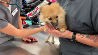 POMERANIAN PUPPY SCARED AT THE VET