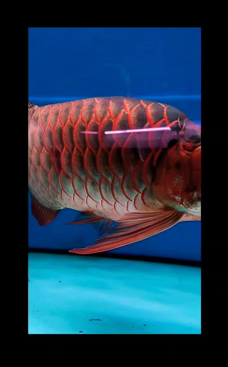 ARWANA SUPER RED KING ,SHORT BODY,KUALITAS UNGGULAN 💯#shorts #videoshorts #arwanasuperred