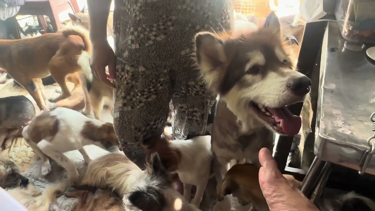 Bánh cúng không bao giờ sợ ế