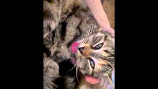 Кошка спит как убитая)))))) Кошка спит как убитая))))))