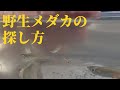 野生メダカの探し方