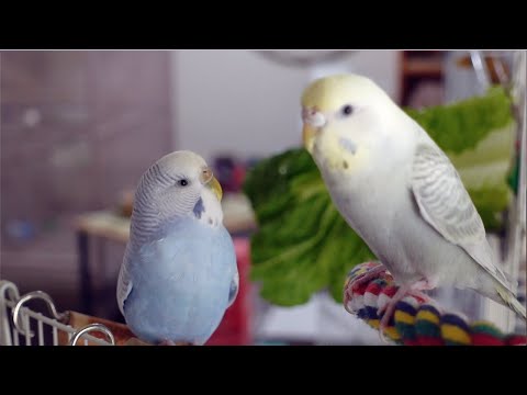 Video Budgie Best Friends Call & Response - youtube