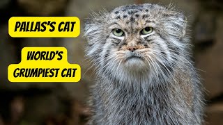 The Elusive Pallas's Cat: |A Fascinating Look at a Rare Feline Species by Animal Facts Hub 486 views 1 month ago 6 minutes, 25 seconds