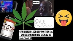 [Re-upload] How Does CBD Oil Work? | Mechanisms of THC and CBD in Pain