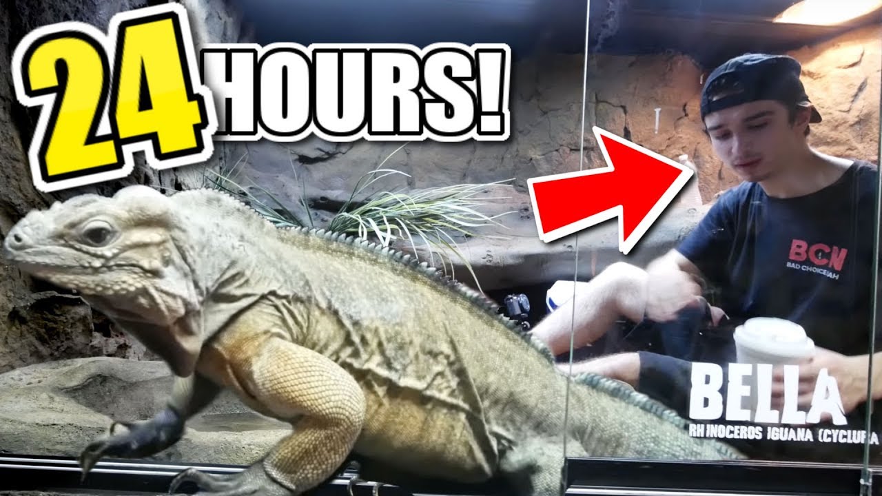 vlogs in spanish HE DID IT!! 24 HOURS IN WITH MY LIZARD (Bella) And a VERY MEAN SNAKE!! | BRIAN BARCZYK