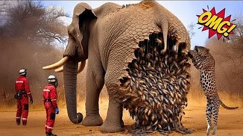 Rescue Story  Rescue Team Saves Elephant From Swarm of Bees