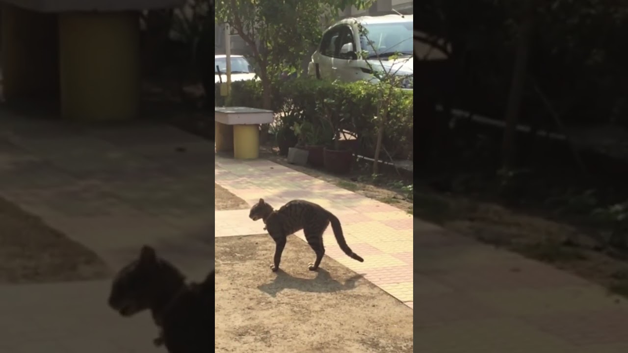 Dog & Cat , Funny Video 