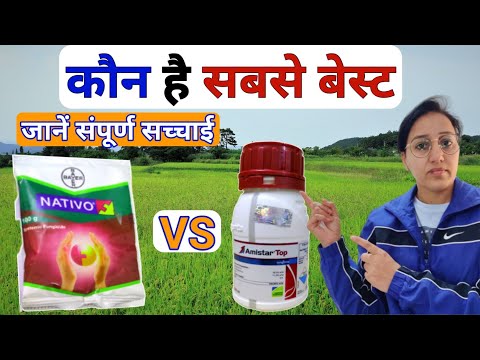 Amistar Top Vs Nativo | Amistar Top Syngenta | Azoxystrobin Difenoconazole | Bayer Nativo Price