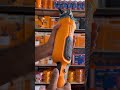 Ingco Polisher 1400W AP140016 | Car Polishing Machine Demo – Kandy Holdings