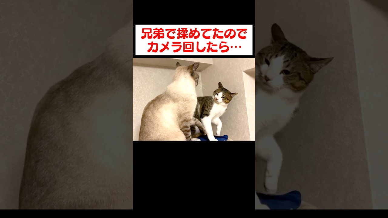 兄弟で揉めてたのでカメラを回したら…