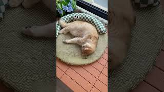 This Cooling Cat Bed Is a Summer Must-Have! 🐱❄️#CatBed #CoolingPetBed #CatLovers#PetBed#PetMustHave