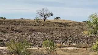 Ancient Mammoths site